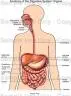 digestive system.jpg